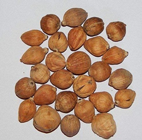 Laghu nariyal